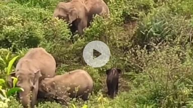 வால்பாறை: கல்லார் எஸ்டேட் பகுதி காட்டு யானை கூட்டம்