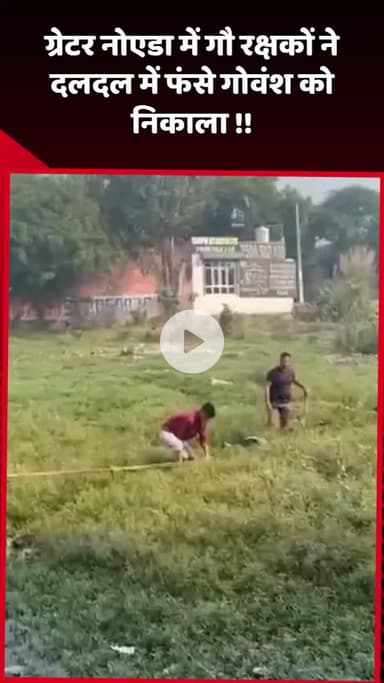 दादरी: ग्रेटर नोएडा में गौ रक्षकों ने दलदल में फंसे गोवंश को निकाला
