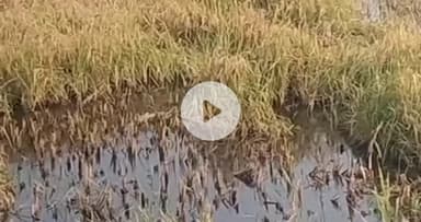 कटनी के रीठी क्षेत्र में धान की कटनी शुरू, बारिश से फसलें बर्बाद, किसानों ने सरकार से मुआवजे की मांग की