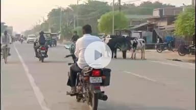 महाराजगंज: परतावल में सड़कों पर यमराज बनकर घूम रहे आवारा पशु, आए दिन हो रही हैं दुर्घटनाएं