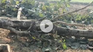 फरेंदा: धानी क्षेत्र में लकड़ी माफियाओं का बोलबाला, बिना परमिट हरे पेड़ों की कटाई जारी