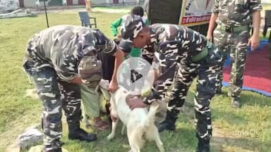 नौतनवा: अहिरौली में एसएसबी ने लगाया निशुल्क पशु चिकित्सा शिविर, 200 पशुओं का हुआ इलाज