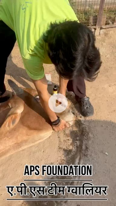 जान छोड़ दी अपनी नंदी महाराज के पेट में बहुत ज्यादा पॉलीथिन है जिशे बहुत बीमार है..! 

Respect Girls help poor help animals 

#apsgurjar  #gwalior