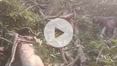 सोहावल: हाजीपुर में दूसरे के बाग से काटे गए हरे-भरे पेड़, घटना की लिखित सूचना नहीं दी गई