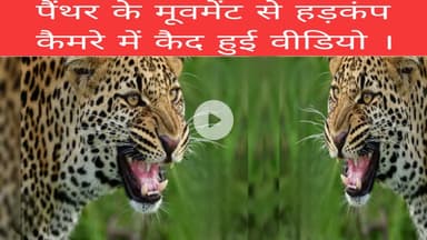 पैंथर के मूवमेंट से हड़कंप कैमरे में कैद हुई वीडियो ।