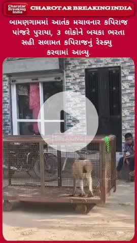 આંકલાવના બામણગામમાં આતંક મચાવનાર કપિરાજ પાંજરે પુરાયા, નેચર ફાઉન્ડેશન દ્વારા કપિરાજનું કરાયું રેસ્ક્યુ..! #anklav