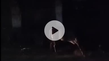 तिलहर: नगर के मोहल्ला बारह पत्थर स्थित बरखेड़ा जयपाल रोड पर दो सांडों के बीच हुई लड़ाई, बाइक सवार घायल, वीडियो आया सामने