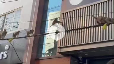 मुज़फ्फरनगर: गांधी कॉलोनी में बंदरों का आतंक, बच्चों पर बंदरों के झुंड ने किया हमला, पब्लिक ऐप पर खबर दिखने के बाद प्रशासन जागा