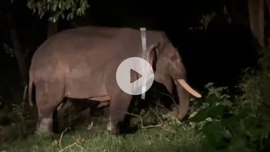 வால்பாறை: காலர் ஐடி பொருத்தப்பட்ட ரோலக்ஸ் காட்டு யானை மந்திரி மட்டம் பகுதியில்  விடப்பட்டது