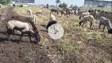 खंडवा नगर: खंडवा: किसानों ने ग्रामीणों को मुफ्त में प्याज बांटी, 15 नवंबर को करेंगे रेल रोको आंदोलन