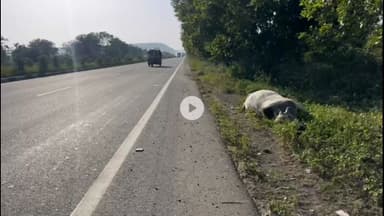 शिवपुरी: अमोला थाना क्षेत्र में NH-27 फोर-लेन पर ट्रक की टक्कर से गाय की मौत, चालक फरार