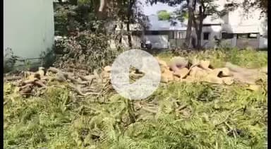 सिवनी: शहर में हरे-भरे वृक्षों को काटकर क्या साबित करना चाह रहे हैं लोग?