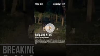 पेंच की फेमस बाघिन “जुगनी” बनी माँ! | तीन नन्हे शावकों के साथ पहली झलक | Pench Tiger Reserve Seoni