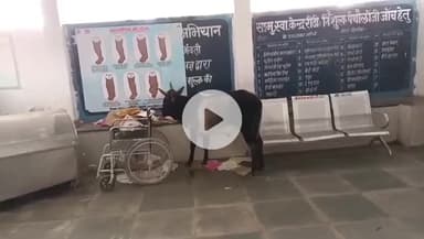 कटनी: रीठी के सरकारी अस्पताल में कुत्तों और मवेशियों का आतंक, लाचार स्वास्थ्य व्यवस्था की खुली पोल
