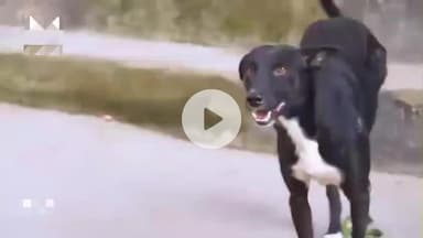 देहरादून: देहरादून में कुत्तों के आतंक से निजात पाने के लिए अपनाया जाएगा चेन्नई मॉडल