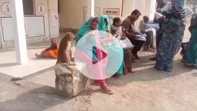 झांसी: बरुआसागर में बंदरों का आतंक, सरकारी स्कूल और अस्पताल में घुसे बंदर, बच्चों को काटा, स्कूल को करनी पड़ी छुट्टी