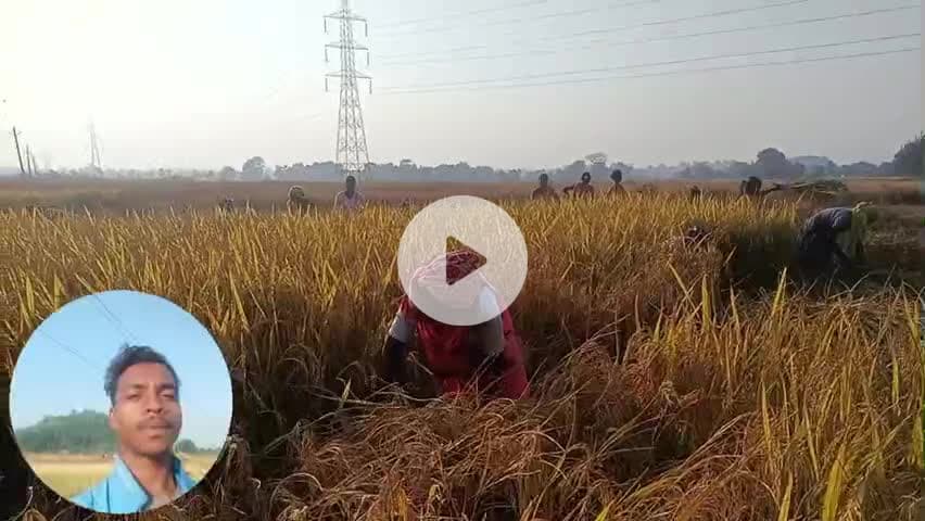 कैमा में ।सभी गांव के लोग मिल के धान की कटाई किये।
धरती से जुड़ा, संस्कृति से जुड़ा।
# Kaima, #Latehar, #Kaima, Latehar