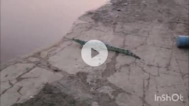 सिहावल: सीधी जिले में सोन नदी में छोड़े गए घड़ियाल और कछुए, विभिन्न स्थानों पर छोड़े जाने का कार्य जारी