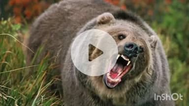 चकराता: मौत से भिड़कर लौटी जिंदगी, भालू के हमले में महिला हुई घायल