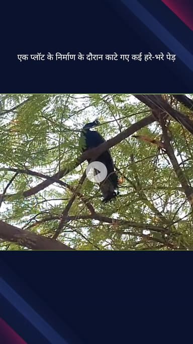 सिविल लाइन्स: बुराड़ी के कौशिक एनक्लेव की मयूर सोसाइटी में प्लॉट निर्माण में काटे गए कई पेड़