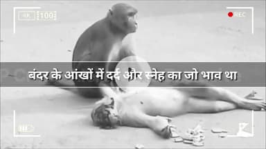 Kanpur Monkey News: कानपुर से आई यह तस्वीर इंसानियत को आईना दिखाने वाली है