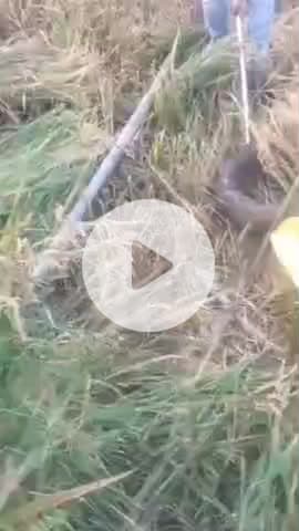 लोहरदगा: धान कटाई के दौरान 8 फीट लंबा अजगर मिलने से हड़कंप, स्थानीय संवाददाता ने अजगर को पकड़ वन विभाग को सौंपा