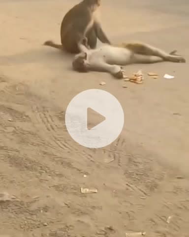 कानपुर: जूही डिपो के पास लोडर की टक्कर से बंदर की मौत, साथी बंदर ने निभाई यारी, शव उठाने पर किया हंगामा, वीडियो वायरल