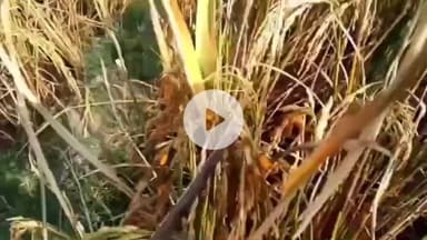 रीठी क्षेत्र में कुड़वा रोग के प्रकोप से धान की फसल हुई काली