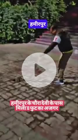 #हमीरपुर के चौरा देवी के पास मिला 10 फुट का अजगर