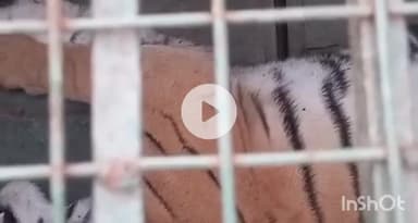 धामपुर: अफजलगढ के गांव मच्छमार के पास वन विभाग द्वारा लगाए गए पिंजरे में टाइगर हुआ कैद