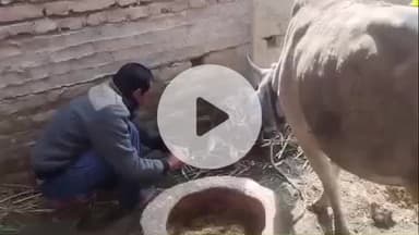 पट्टी: बीबीपुर वार्ड नंबर 3 में गाय ने दिया अद्भुत बछड़े को जन्म, देखने वालों की लगी भीड़