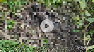 दुर्ग: ग्राम परसदा रेलवे फाटक से आगे झाड़ियों में मिला एक कंकाल