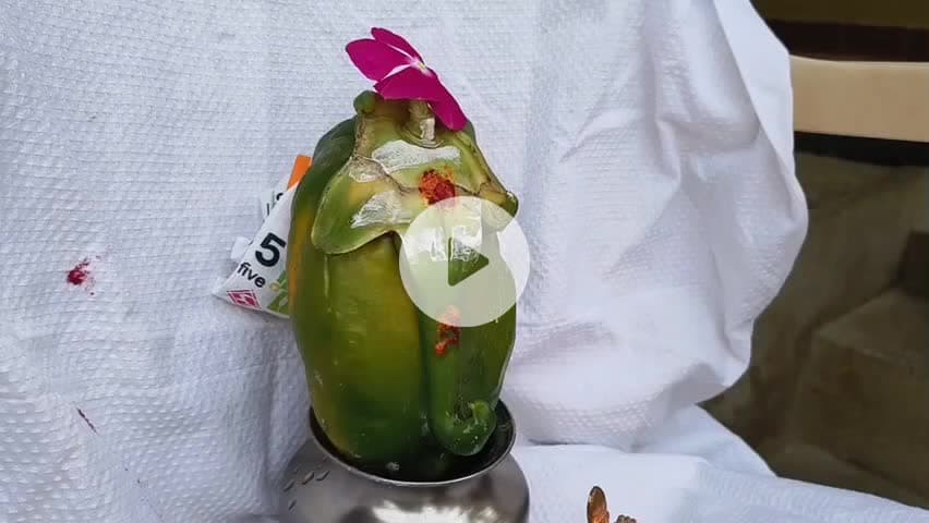 ஆனைமலை: திவான் சாபுதூரில் பப்பாளி பழத்தில் காட்சியளித்த விநாயகர் உருவம்   விவசாயிகள்  வழிபாடு
