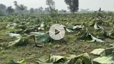 महाराजगंज: घुघली में किसान की मेहनत पर वार, 3 हजार केले के पेड़ काटे गए, लाखों का हुआ नुकसान