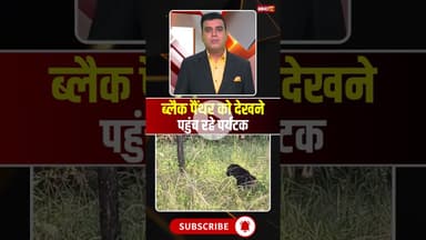 ब्लैक पैंथर को देखने पहुंच रहे पर्यटक #mpnews #seoni #penchtigerreserve #panther #blackpanther