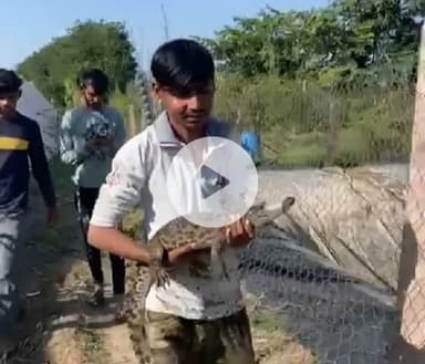 बाली: #Crocodiles:खेत मे आया मगरमच्छ का बच्चा ,सूचना पर वन विभाग व स्नेक रेस्क्यू टीम घाणेराव ने रेस्क्यू कर बांध में छोड़ा