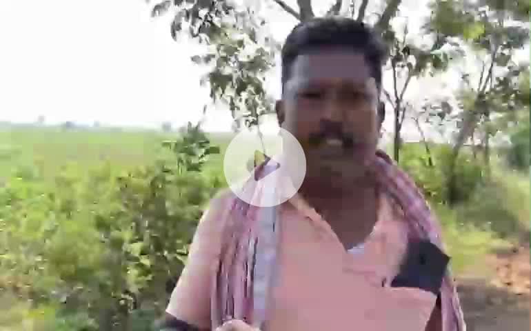 మానవపాడ్: మనోపాడు మండల కేంద్రంలోని మిరప రైతులను ఆదుకోవాలని రైతులు ఆవేదన
