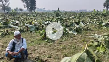 महाराजगंज: घुघली बुजुर्ग गांव में दबंगों ने काटे 3 हजार केले के पेड़