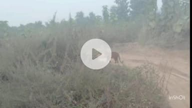 महाराजगंज: पकड़ियार गांव में पांच माह बाद फिर दिखा तेंदुआ, लोगों में दहशत