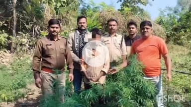 धार: मनावर पुलिस की बड़ी कार्रवाई: खेत से 70 गांजे के पौधे बरामद, आरोपी गिरफ्तार
