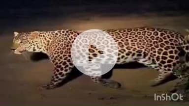 चकराता: लाखामंडल में गुलदार की धमक से बना दहशत का माहौल