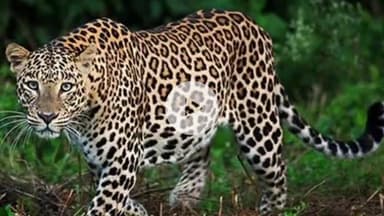 जैसीनगर: जमुनिया गांव में तेंदुए का आतंक, बछड़े का शिकार करने के बाद मंदिर तक पहुंचा, ग्रामीणों में दहशत