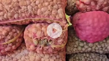 सोलन: सोलन सब्जी मंडी में लहसुन के दामों में तेजी आई