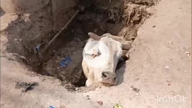 मैनपुरी: कृष्ण टॉकीज के पास 3 महीने से खुले गड्ढे में गिरा गौवंश, हिंदू जागरण मंच की टीम ने उसे बाहर निकाला