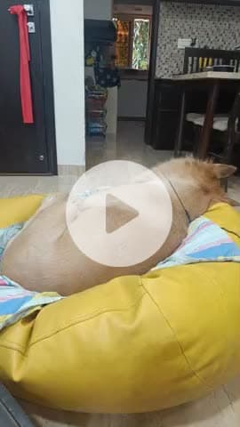 ग्रेट निकोबार: cutiepie sleeping peacefully,
#pet
##@