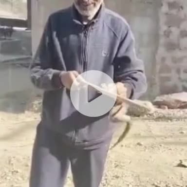 सोलन: सोलन हाउसिंग बोर्ड कॉलोनी में मिला जहरीला रसल वाइपर, रेस्क्यू टीम ने सुरक्षित छोड़ा जंगल में