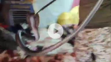 लाडपुरा: टेगोर नगर इलाके में एक झोपड़ी में घुसा 5 फीट लंबा ब्लैक कोबरा, स्नेक कैचर गोविंद ने किया रेस्क्यू