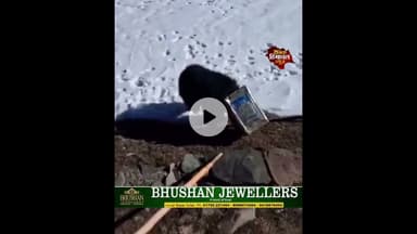 मणिमहेश में भालू की जान पर बनी, मुंह में फंसे कनस्तर का वीडियो वायरल