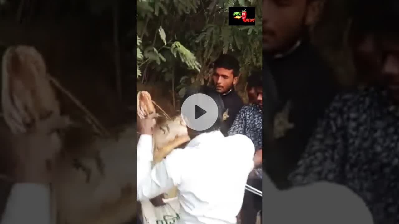 #amethi अमेठी में निकला बड़ा अजगर #amethinews #now44news #wildanimals