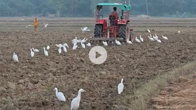 लगातार घट रही किसान मित्र बगुलों की संख्या, कृषि क्षेत्र में है इनका विशेष महत्व